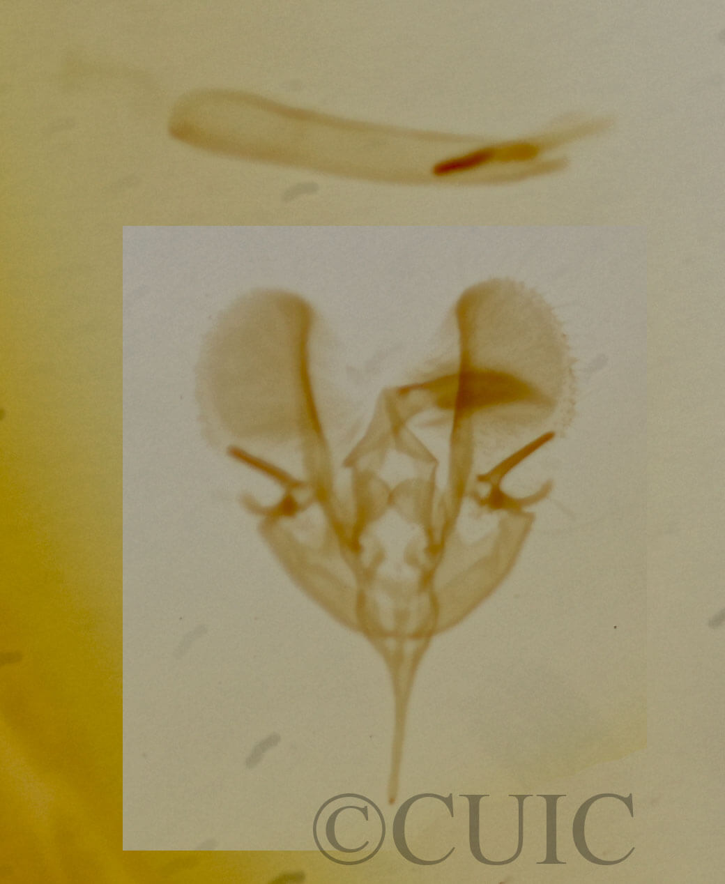 genitalia view of adult Tripudia quadrifera