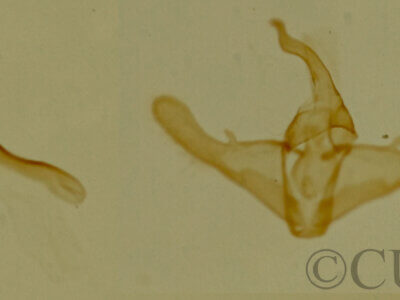 genitalia view of adult Phoenicophanta bicolor