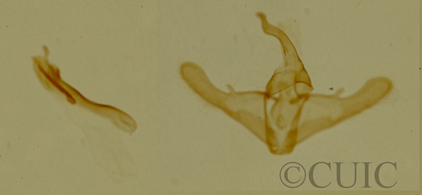 genitalia view of adult Phoenicophanta bicolor
