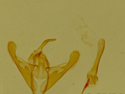 genitalia view of adult Phoenicophanta modestula