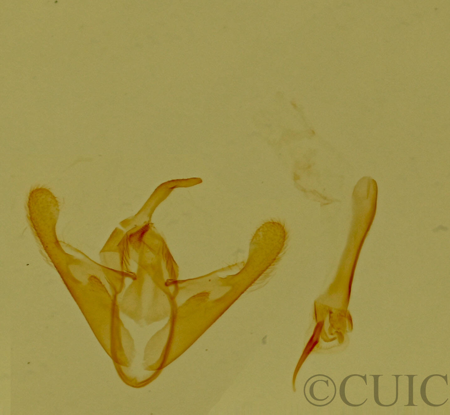 genitalia view of adult Phoenicophanta modestula
