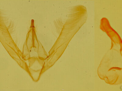 genitalia view of adult Allerastria albiciliatus