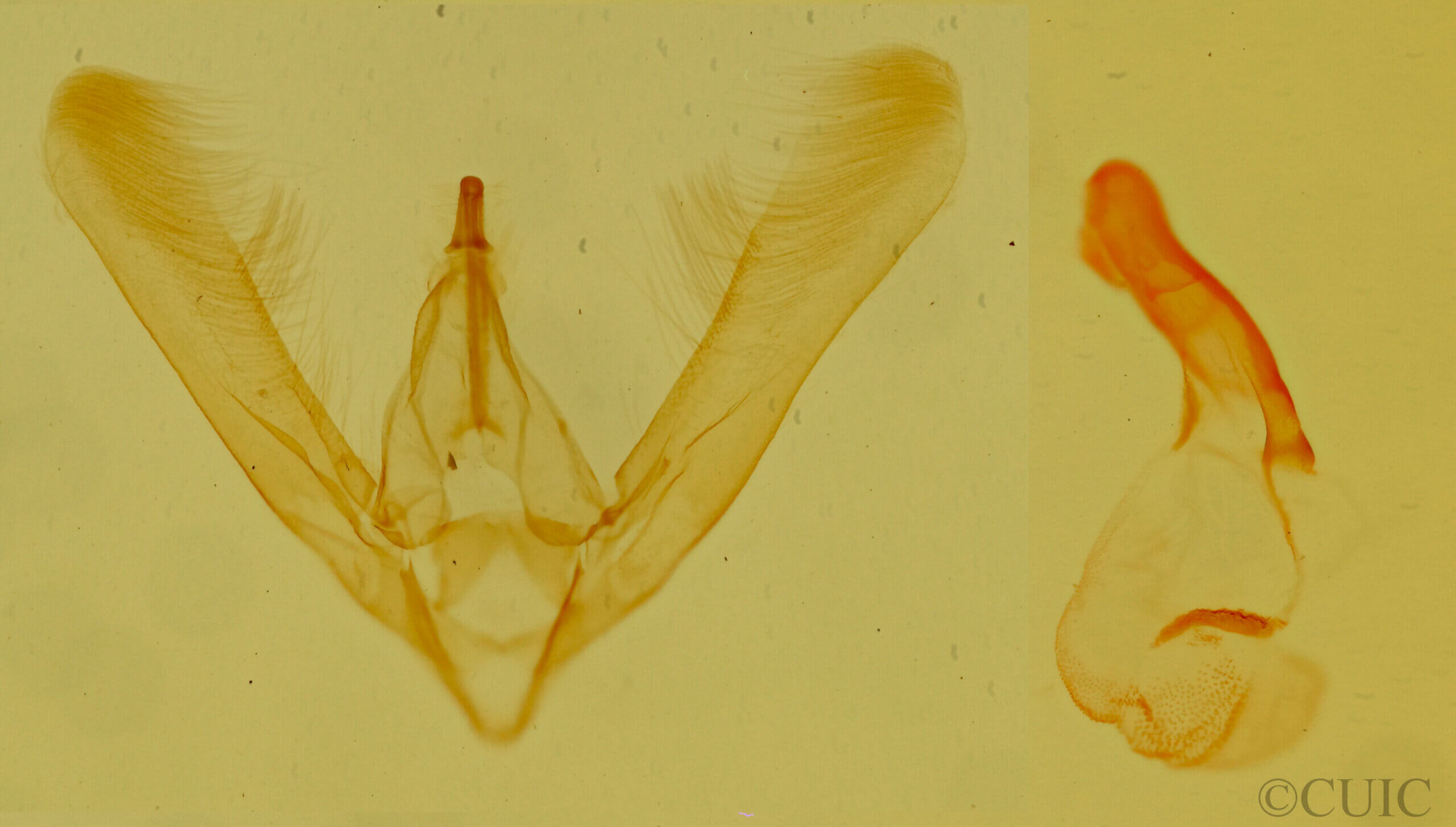 genitalia view of adult Allerastria albiciliatus