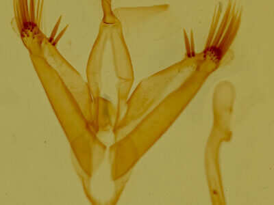 genitalia view of adult Euaontia clarki