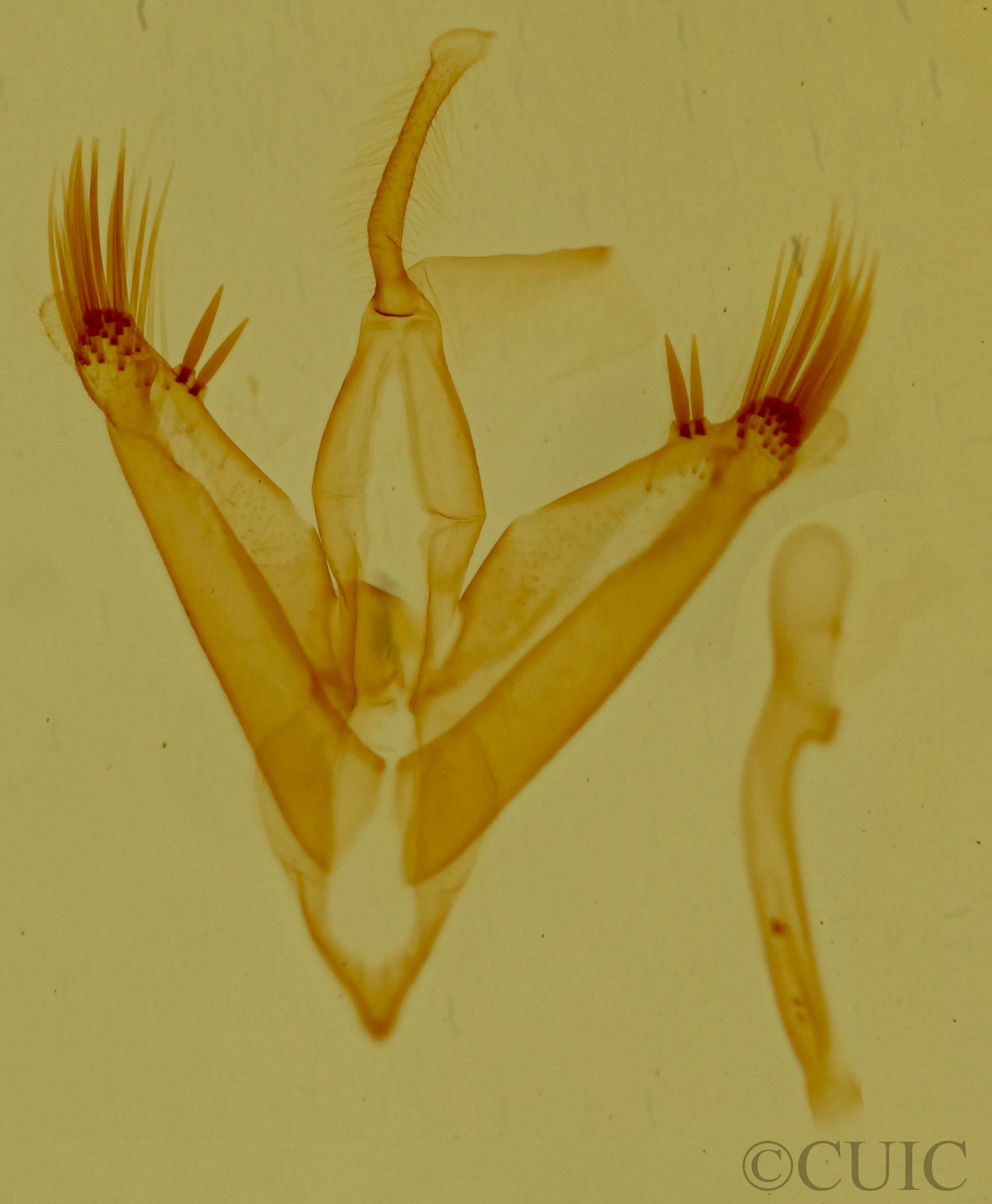 genitalia view of adult Euaontia clarki