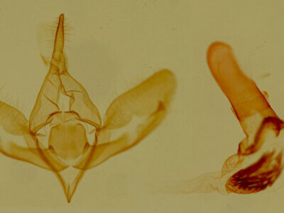 genitalia view of adult Eulithosia papago