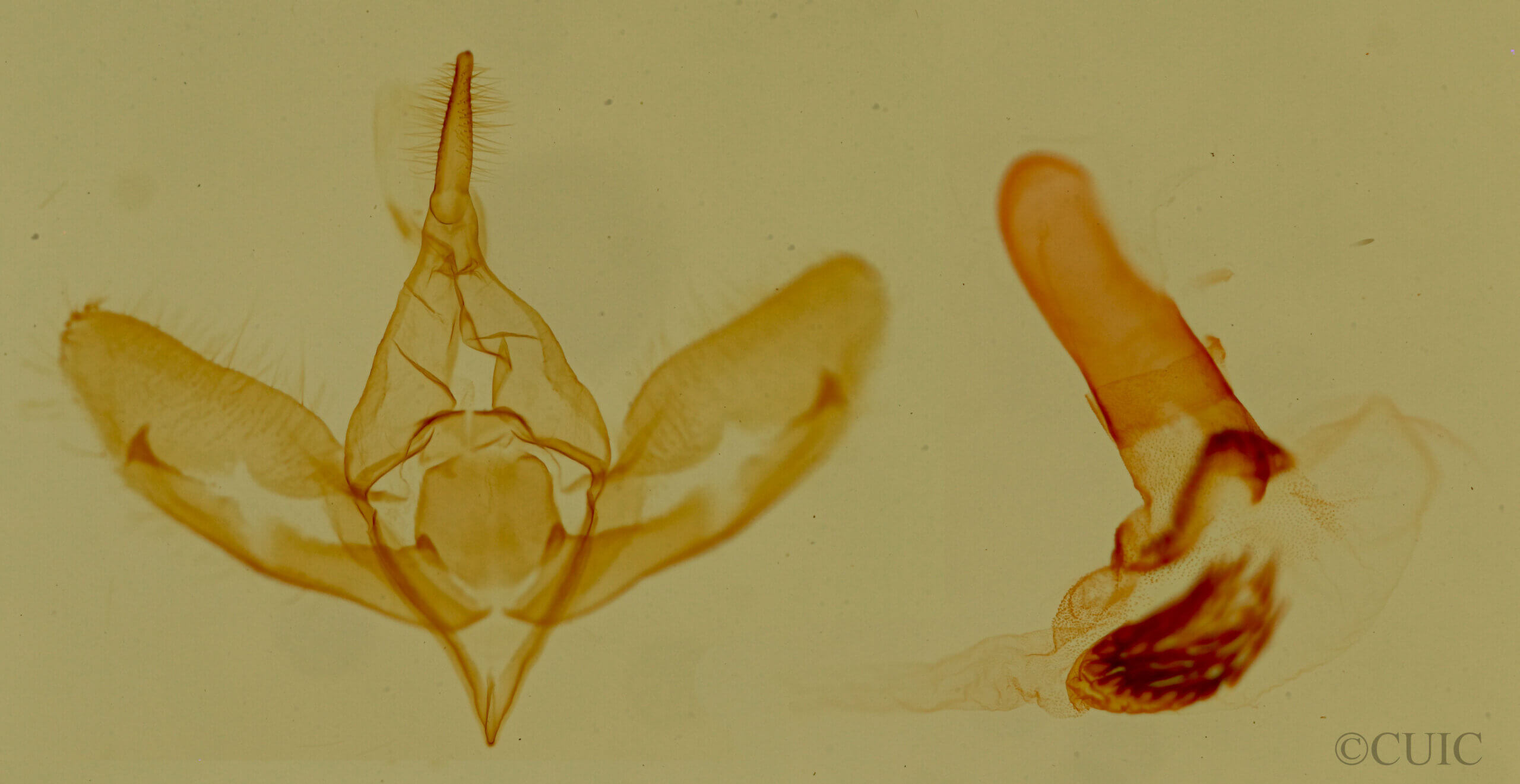 genitalia view of adult Eulithosia papago