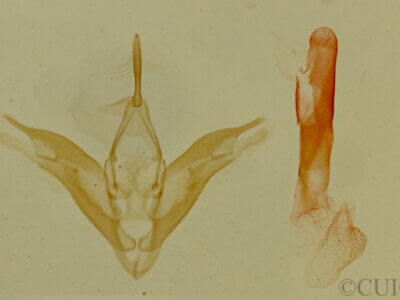 genitalia view of adult Phobolosia anfracta