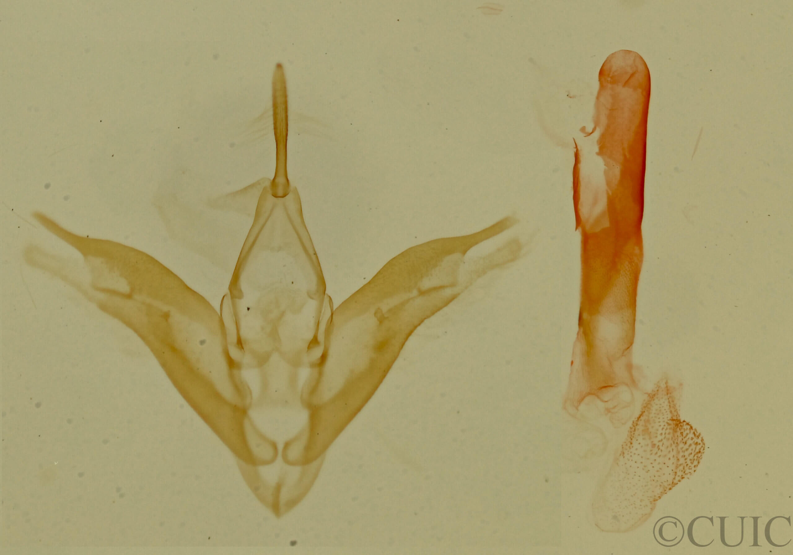 genitalia view of adult Phobolosia anfracta