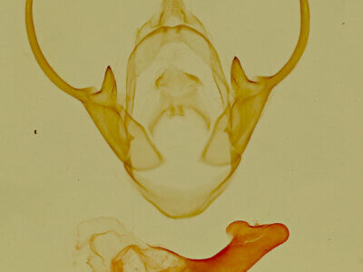 genitalia view of adult Eudesmia sp.