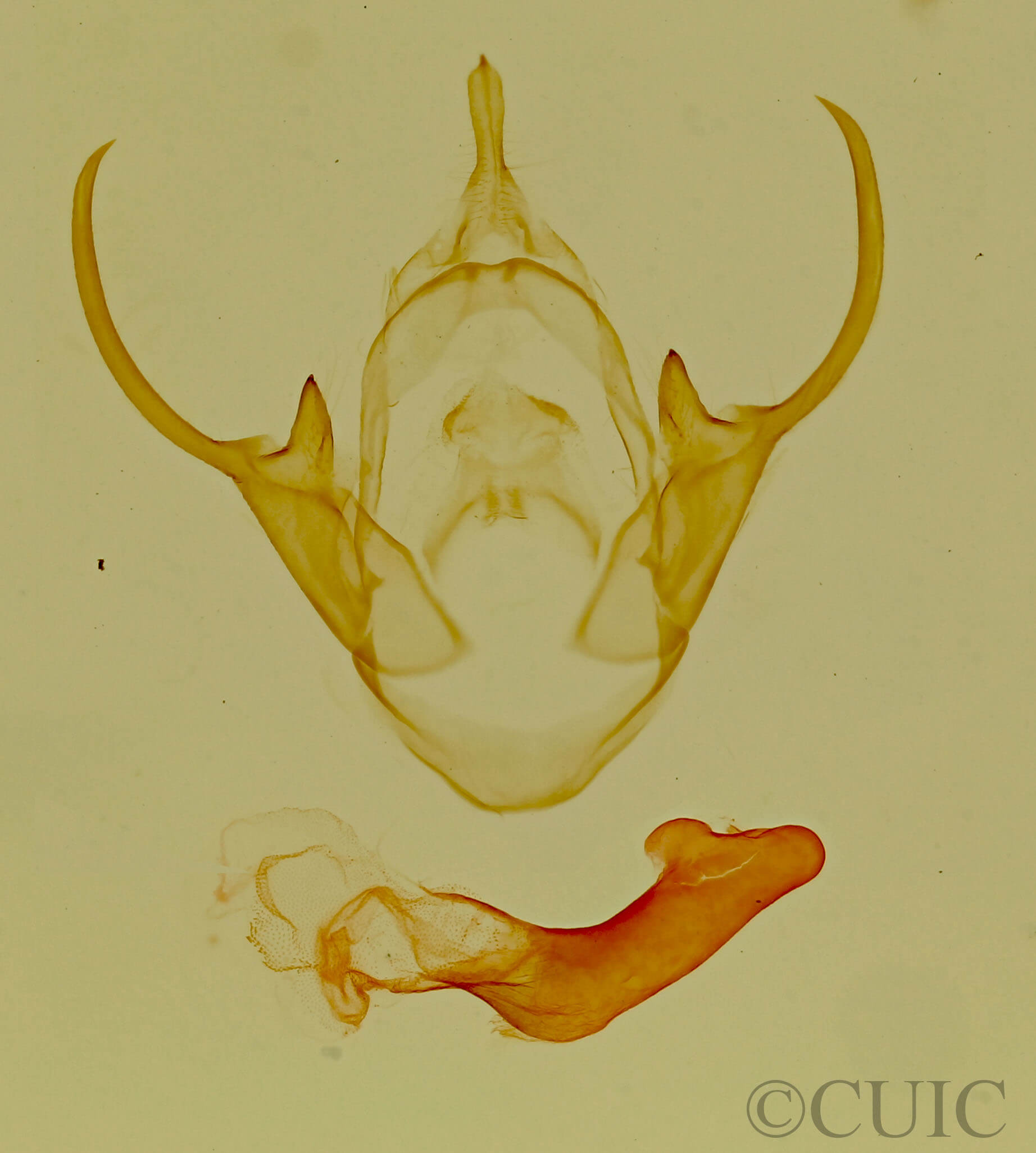 genitalia view of adult Eudesmia sp.
