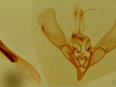 genitalia view of adult Ponometia fasciatella