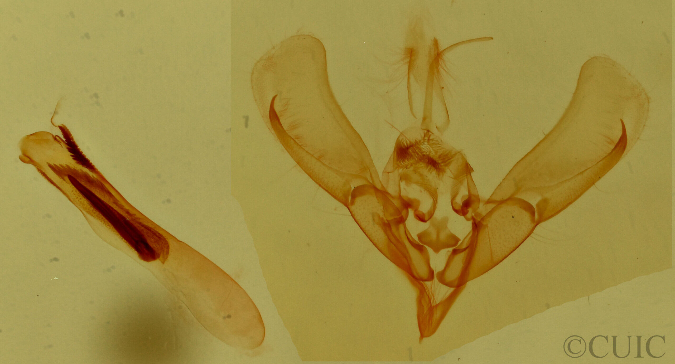 genitalia view of adult Ponometia fasciatella