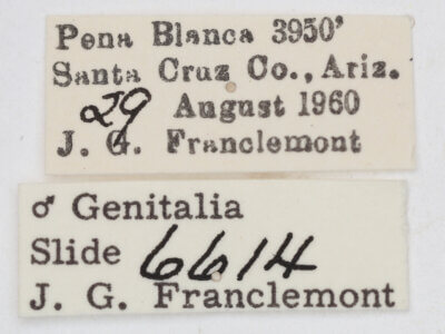 label view of adult Ponometia fasciatella