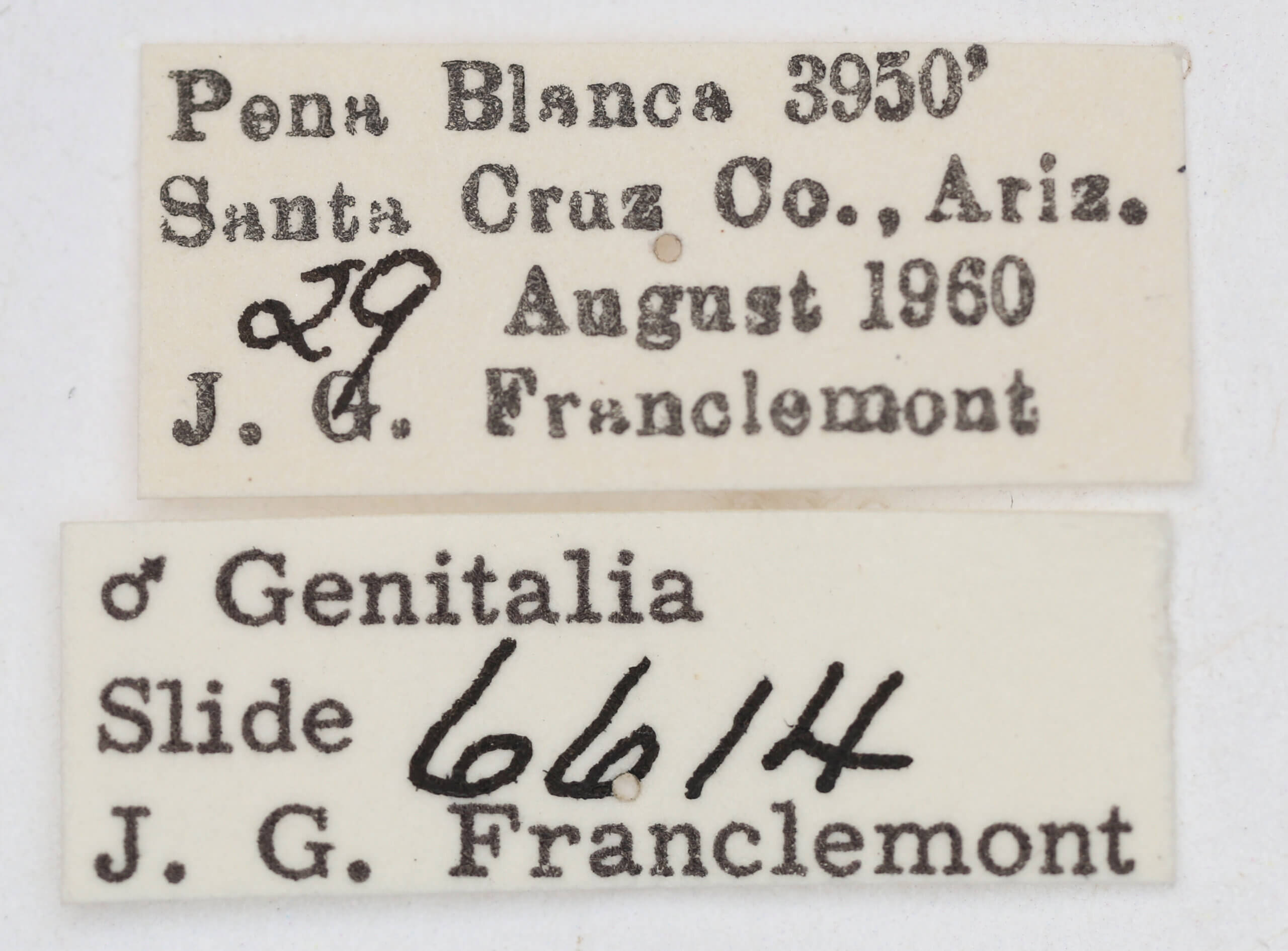 label view of adult Ponometia fasciatella