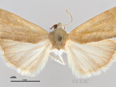 dorsal view of adult Ponometia fasciatella