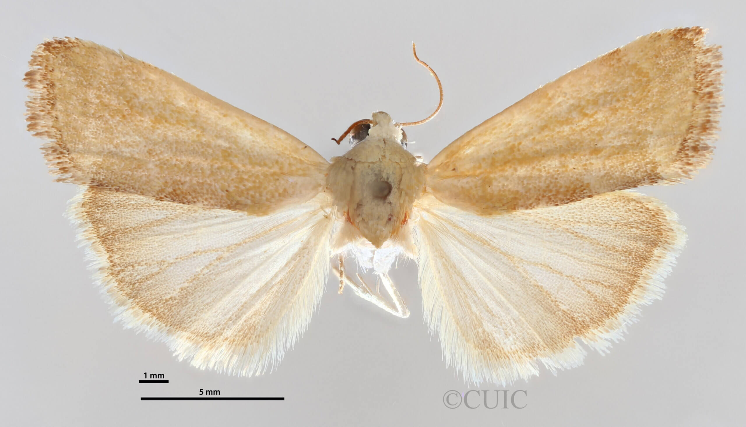 dorsal view of adult Ponometia fasciatella