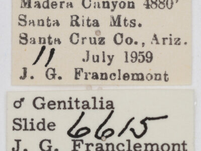 label view of adult Ponometia fasciatella