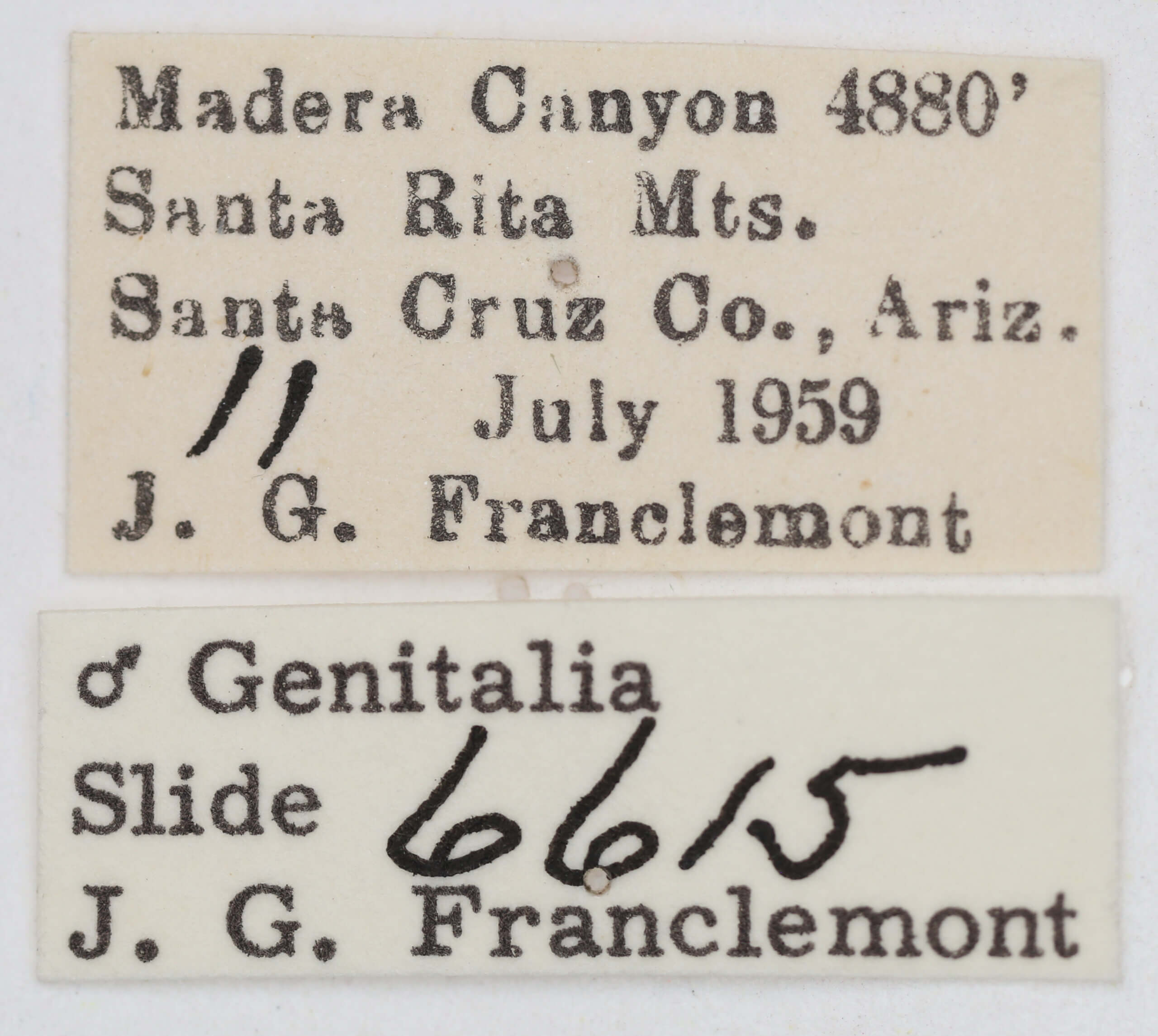 label view of adult Ponometia fasciatella