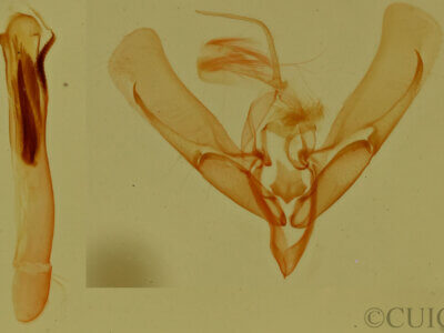 genitalia view of adult Ponometia fasciatella