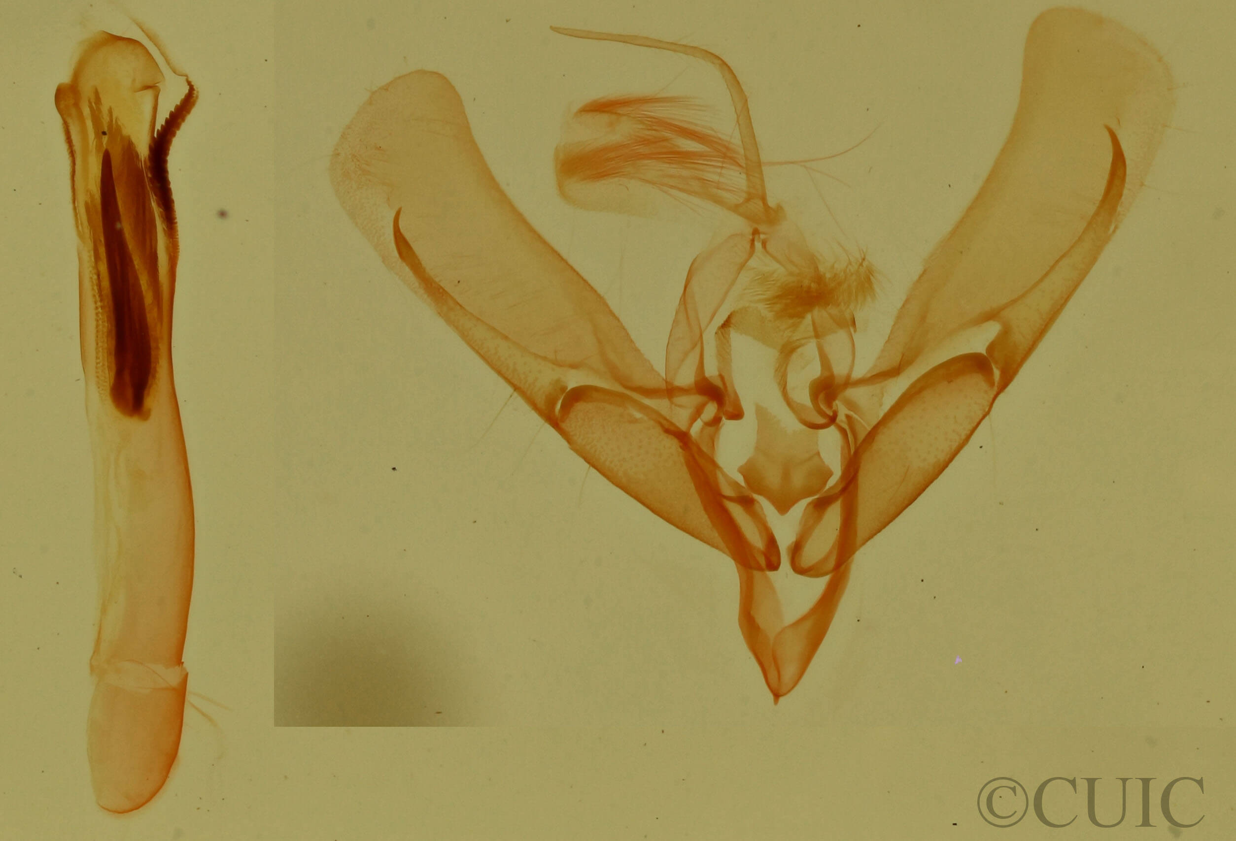 genitalia view of adult Ponometia fasciatella