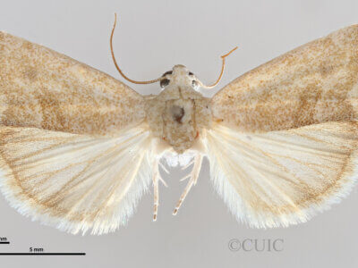 dorsal view of adult Ponometia fasciatella