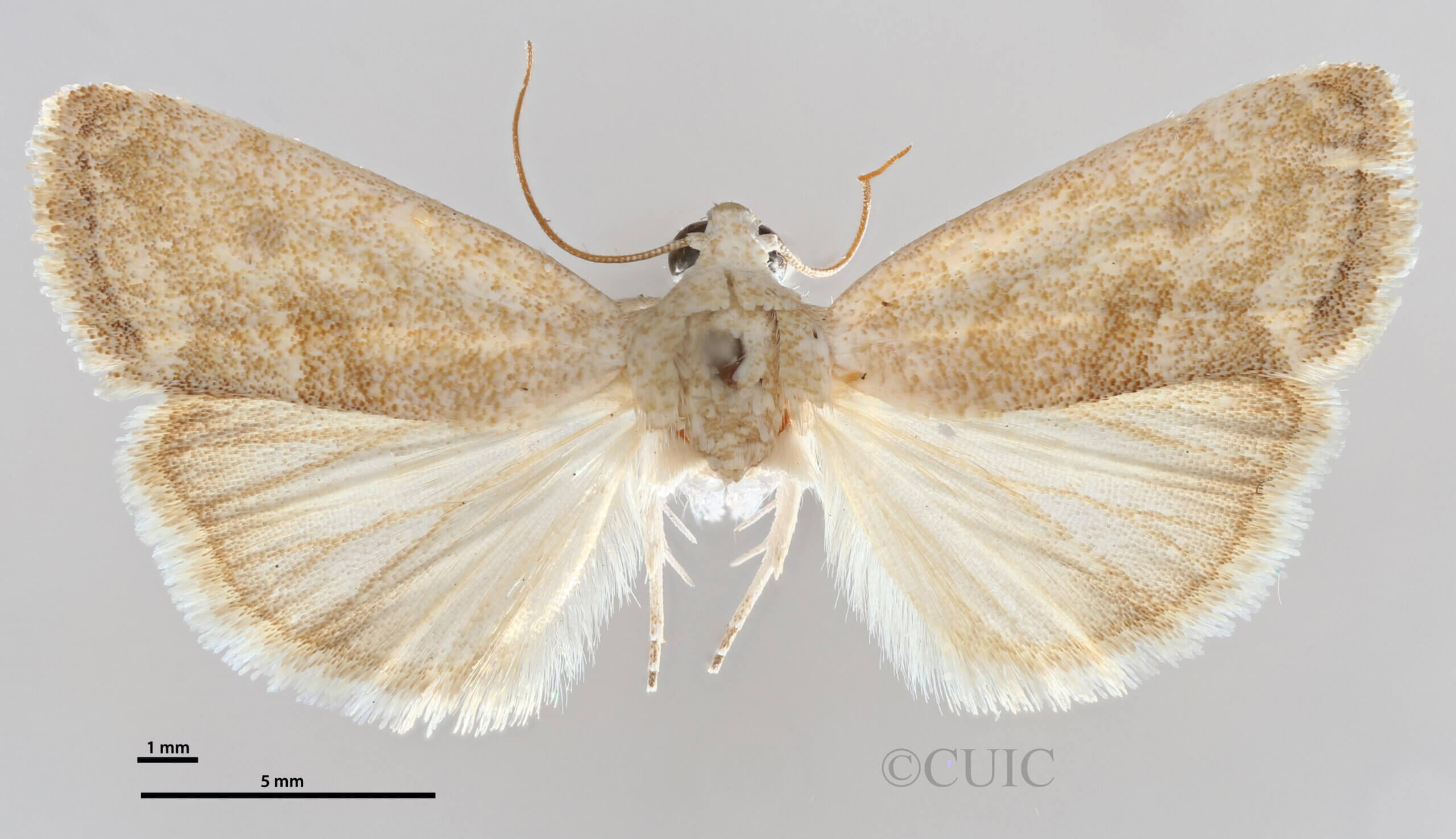 dorsal view of adult Ponometia fasciatella