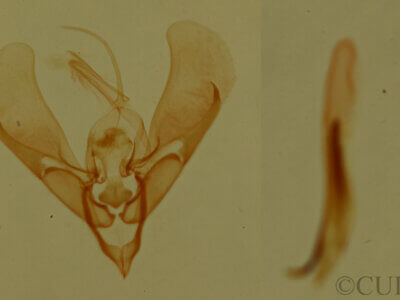 genitalia view of adult Ponometia hutsoni