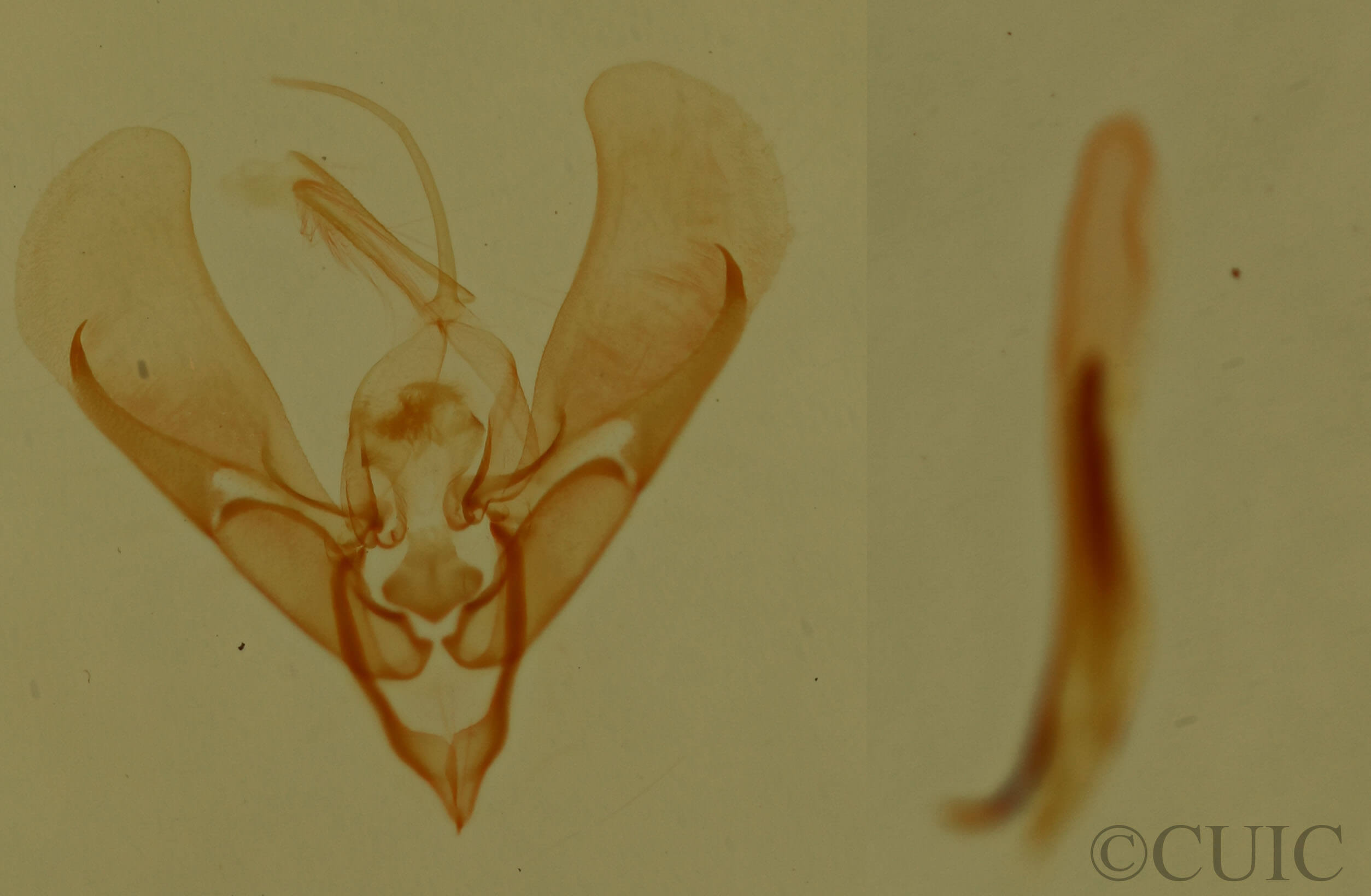 genitalia view of adult Ponometia hutsoni