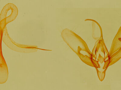 genitalia view of adult Acontia cretata