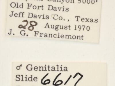 label view of adult Acontia cretata