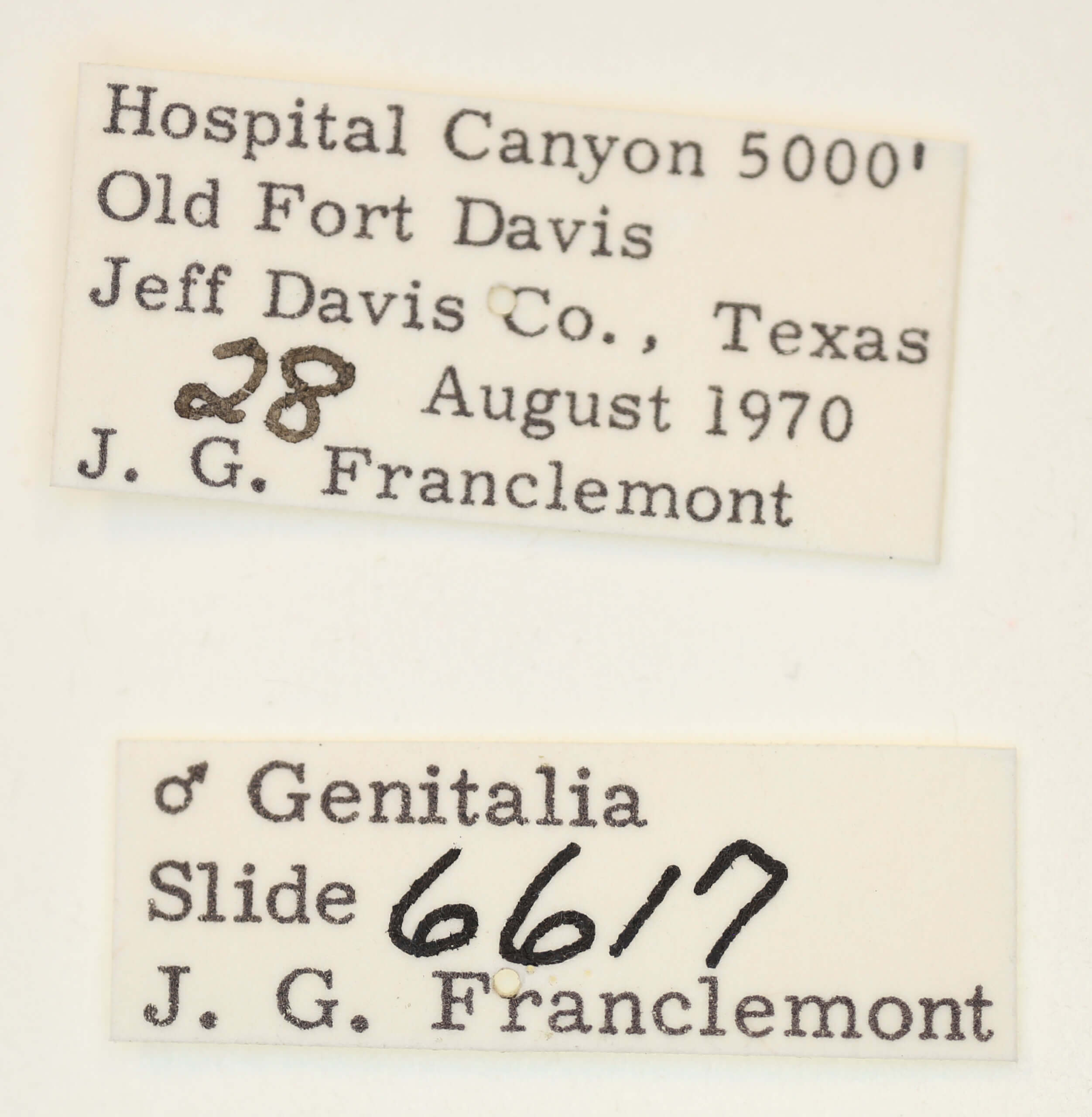 label view of adult Acontia cretata