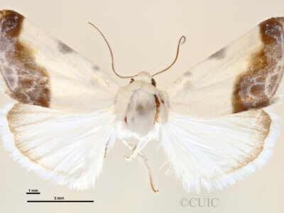 dorsal view of adult Acontia cretata