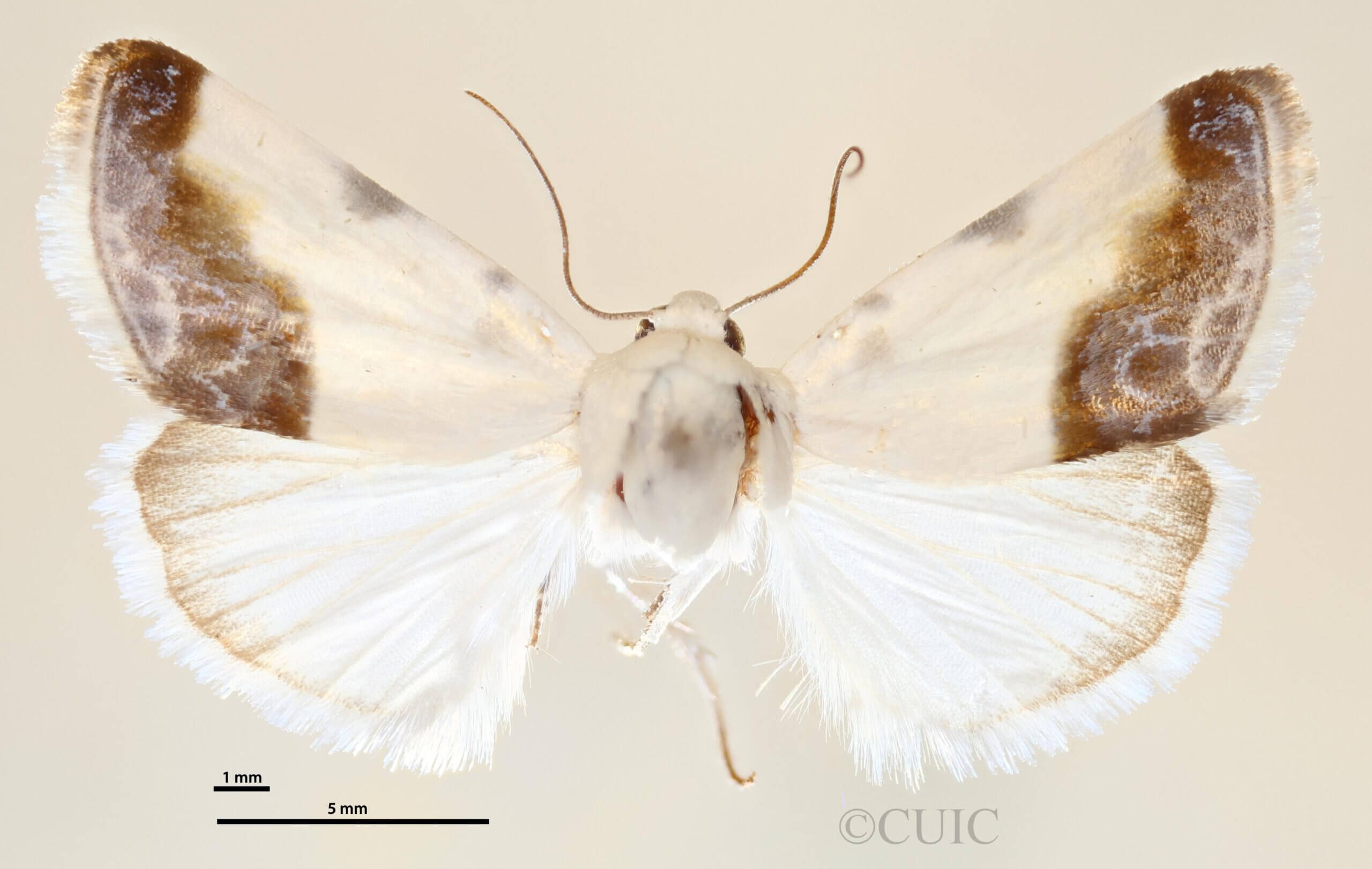 dorsal view of adult Acontia cretata