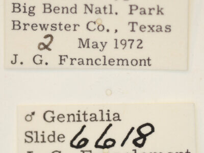 label view of adult Acontia cretata