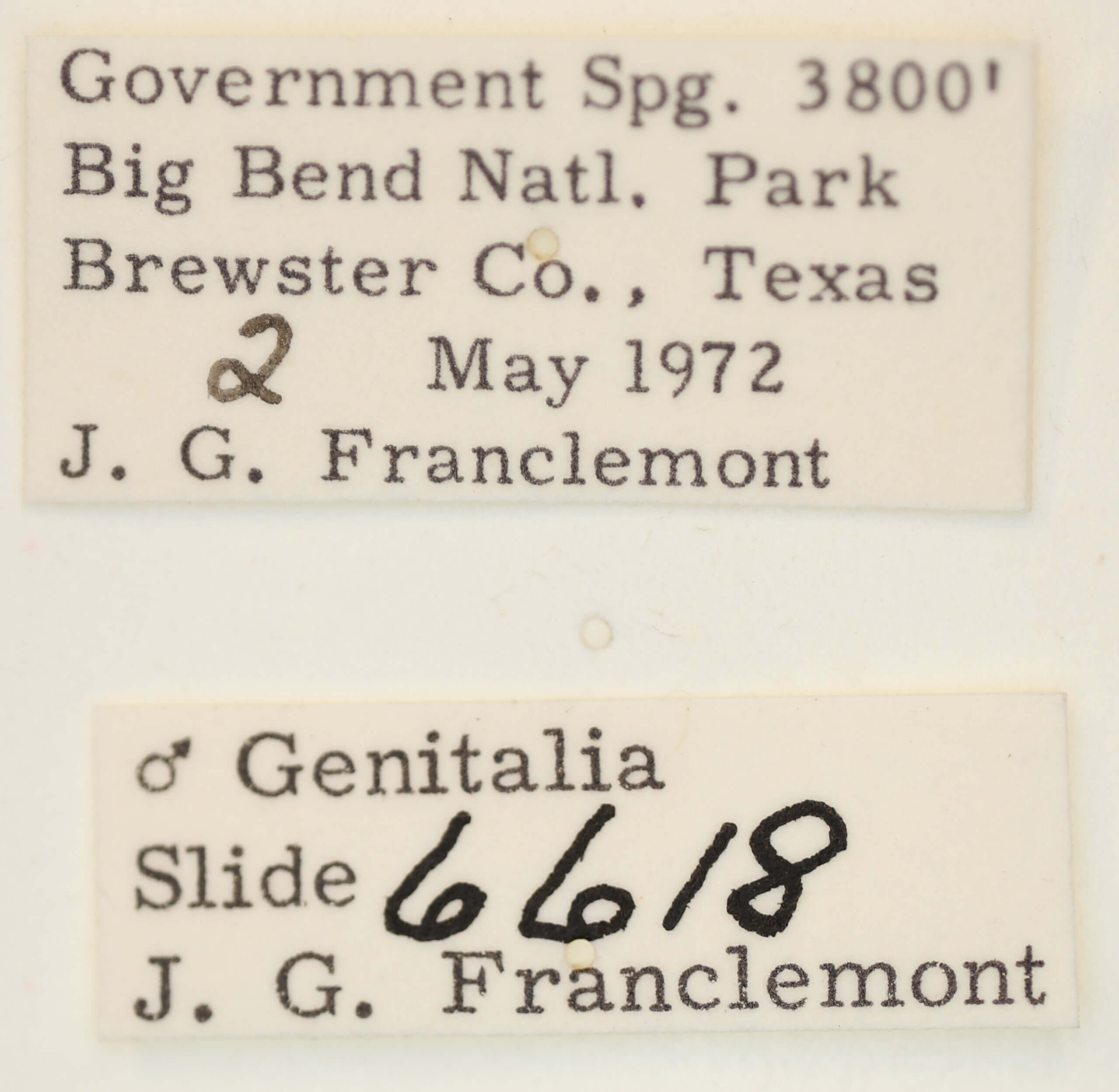 label view of adult Acontia cretata