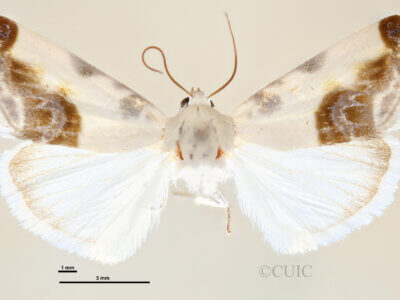 dorsal view of Acontia cretata