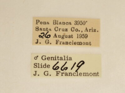 label view of adult Ponometia tripartita