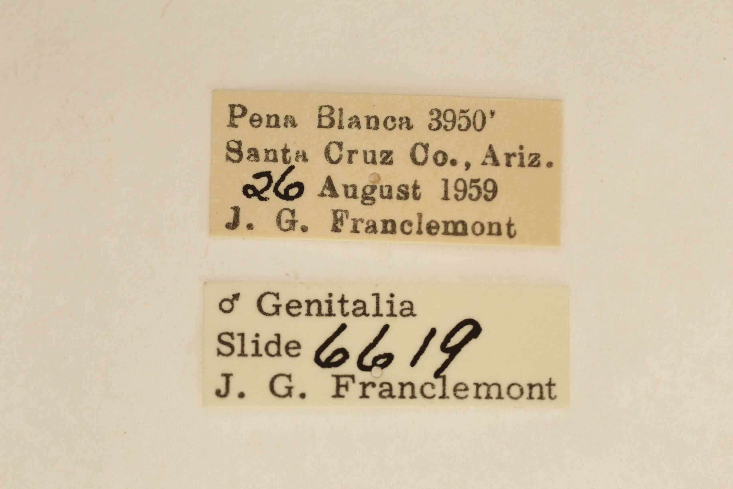 label view of adult Ponometia tripartita