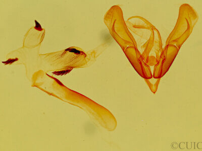 genitalia view of adult Ponometia tripartita