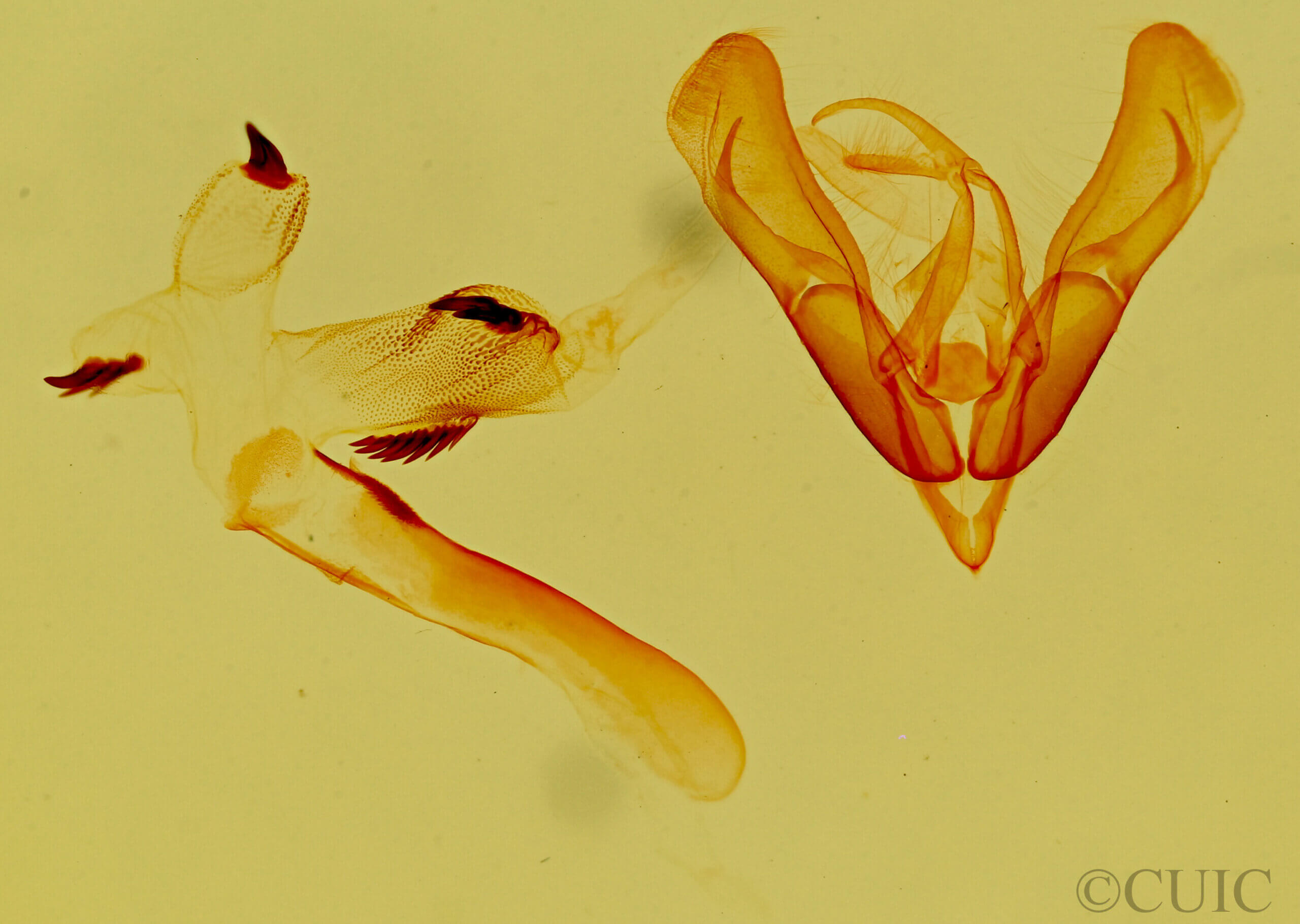 genitalia view of adult Ponometia tripartita
