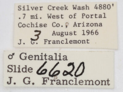 label view of adult Ponometia altera