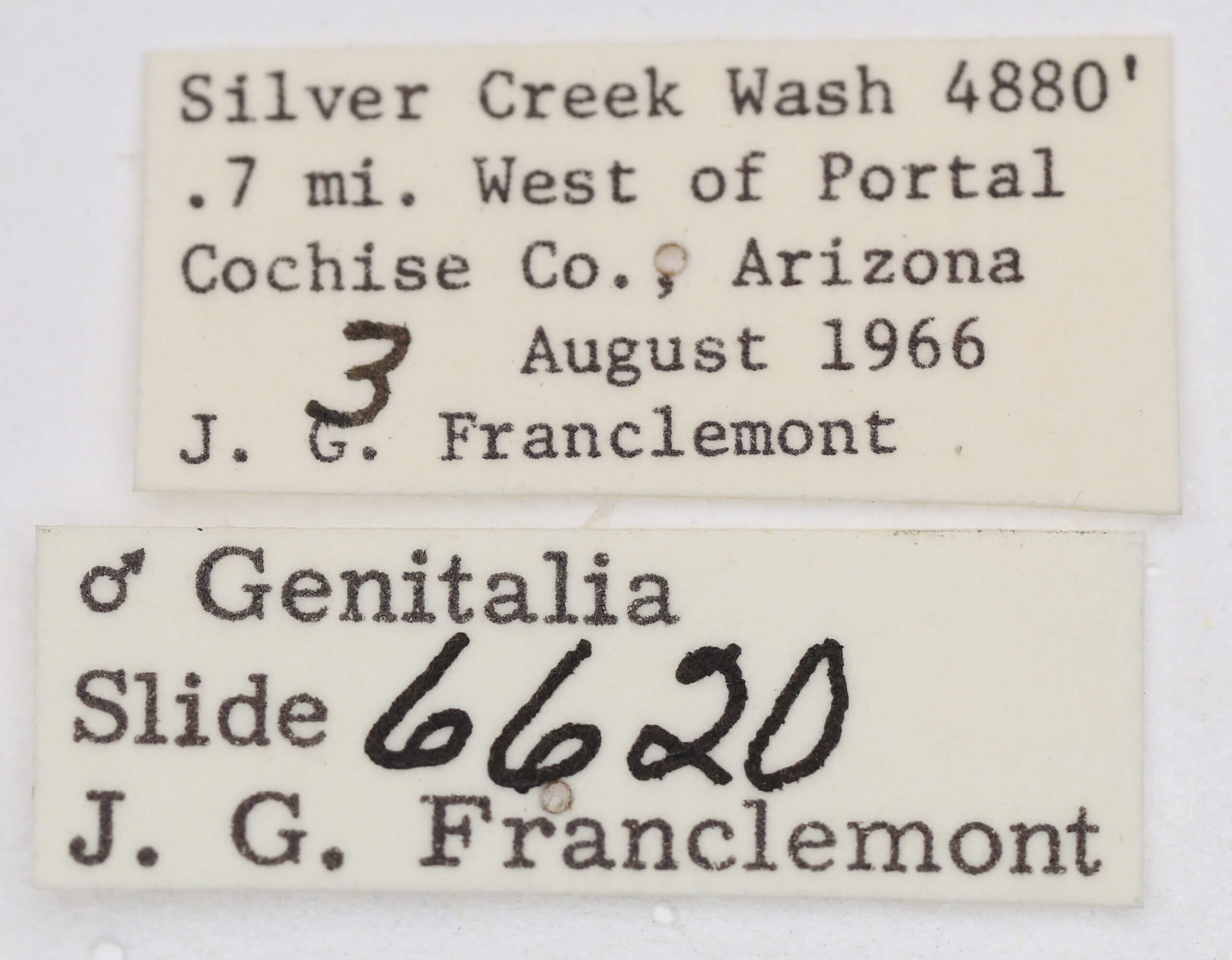 label view of adult Ponometia altera
