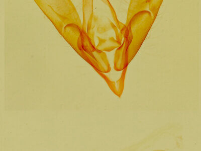 genitalia view of adult Ponometia altera