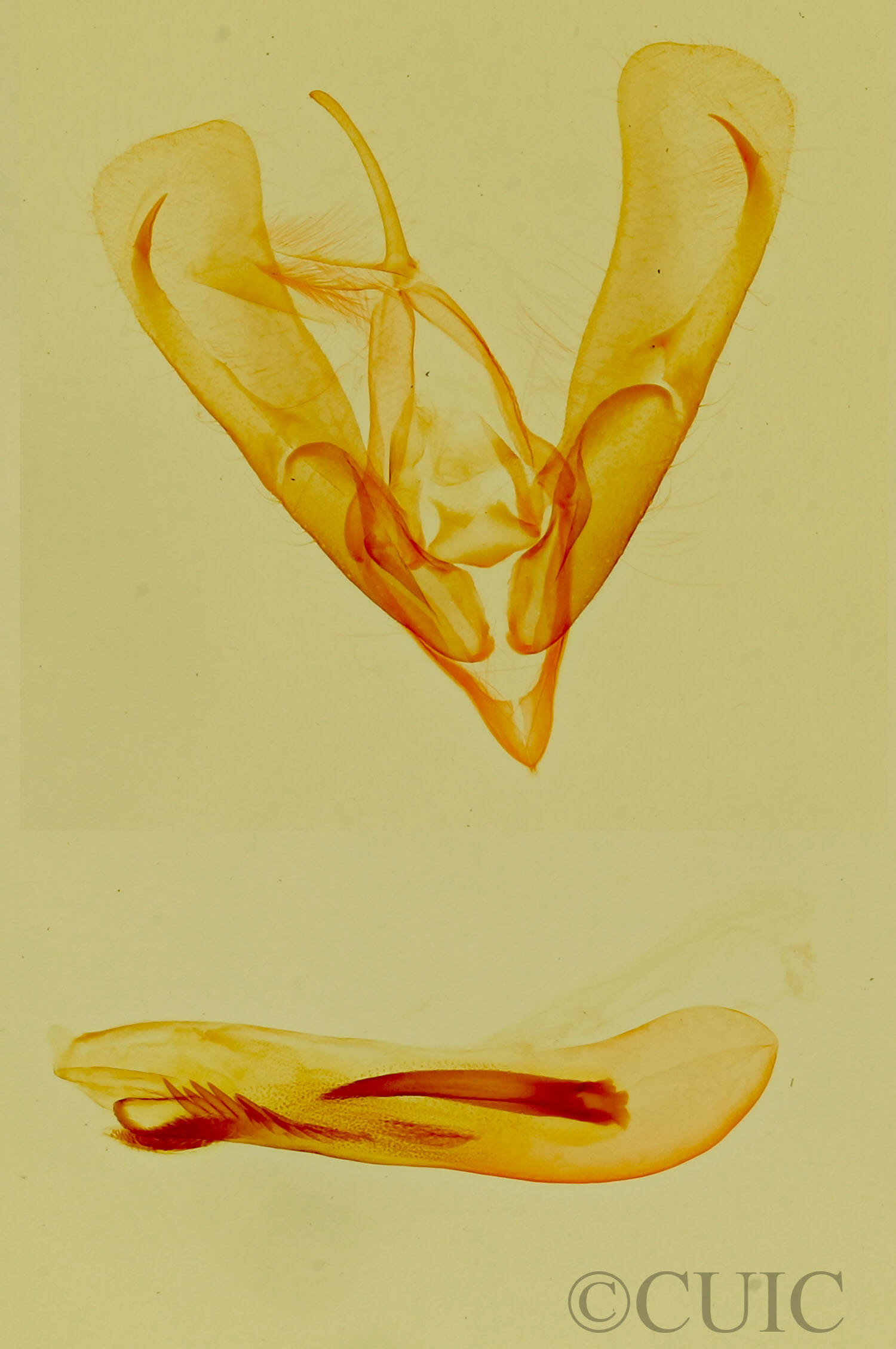 genitalia view of adult Ponometia altera