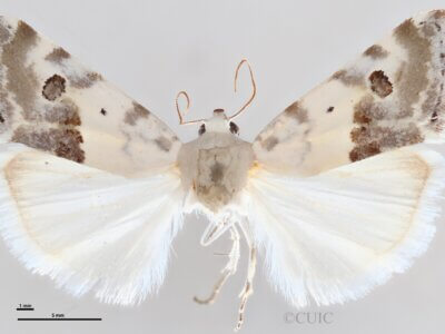 dorsal view of adult Ponometia altera