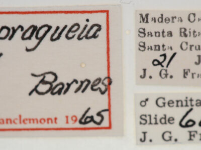 label view of adult Tarache idella