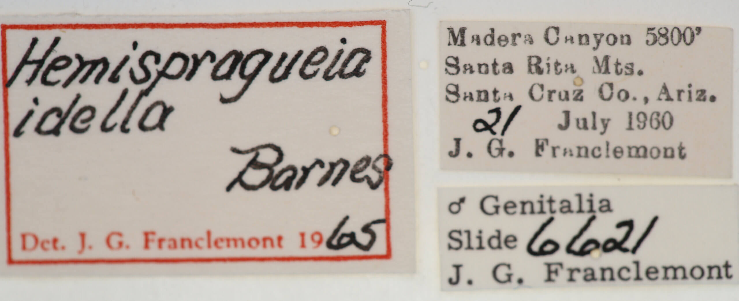 label view of adult Tarache idella