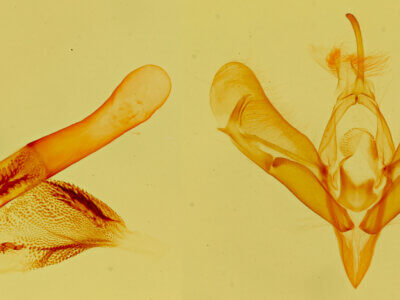 genitalia view of adult Tarache idella