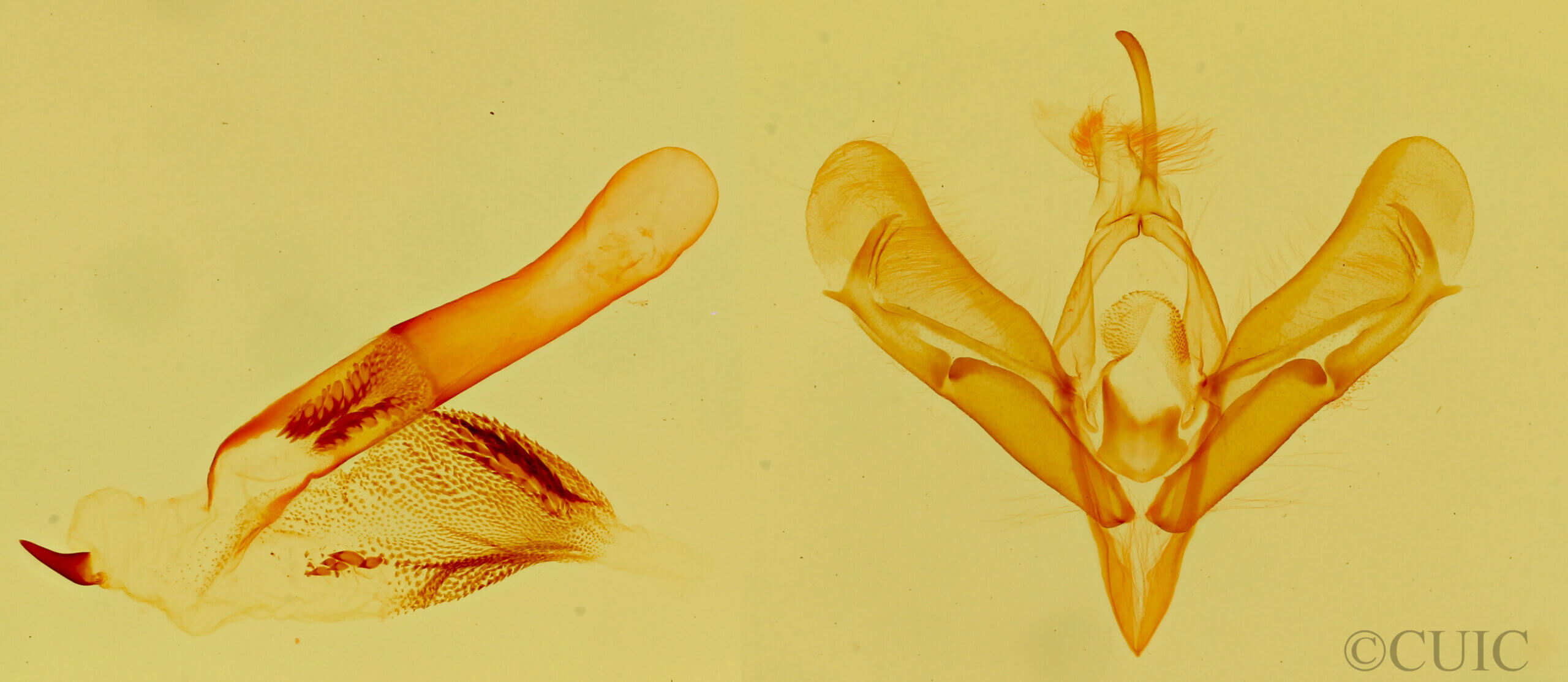 genitalia view of adult Tarache idella